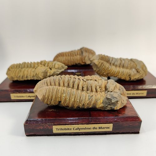 Trilobite calymène du Maroc - Fossile sur support