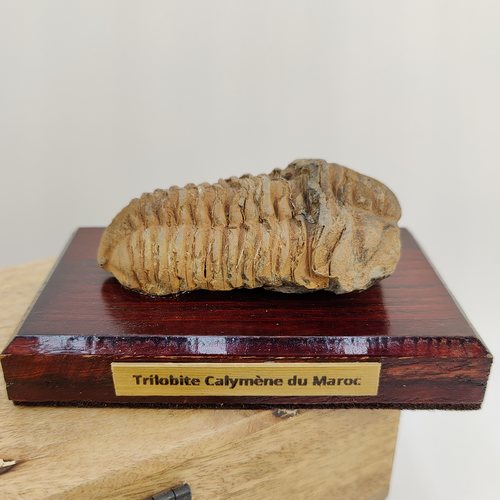 Trilobite calymène du Maroc - Fossile sur support