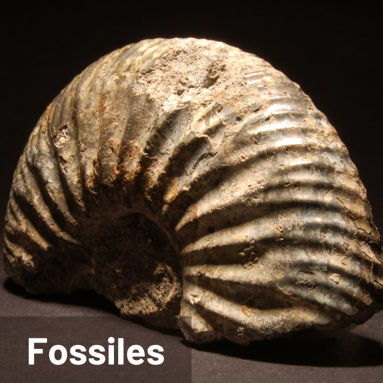 Tous les fossiles