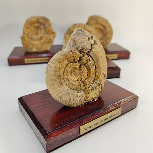 Ammonite du Maroc - Fossile sur support