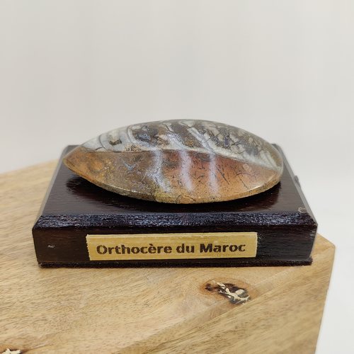 Orthoceras du Maroc - Fossile sur support