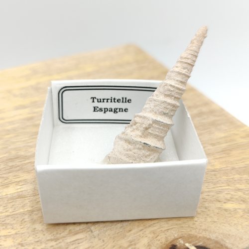 Turritelle d'Espagne - Fossile dans une boîte de collection