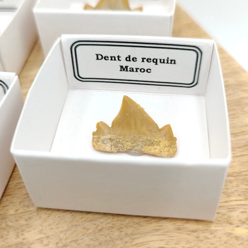 Dent de requin du Maroc - Fossile dans une boîte de collection