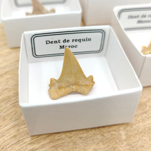 Dent de requin du Maroc - Fossile dans une boîte de collection