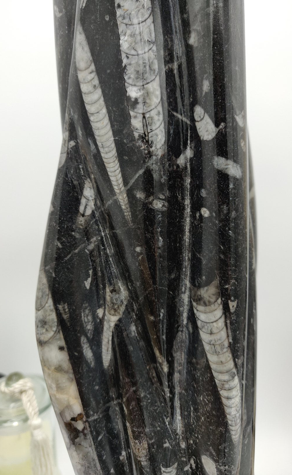 Orthoceras - Céphalopode fossile - Ht 500mm et 5,5 kg
