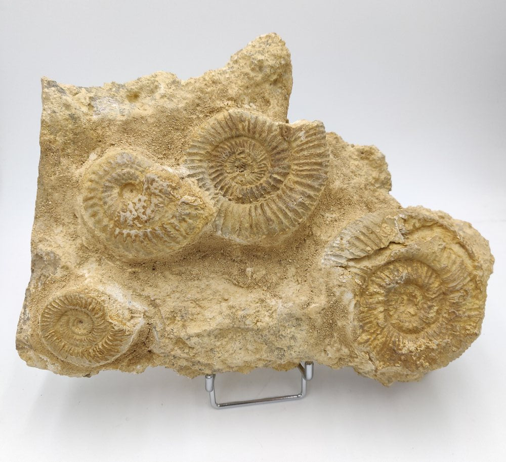 Ammonite fossile - Denckmannia rudis - Fossiles
