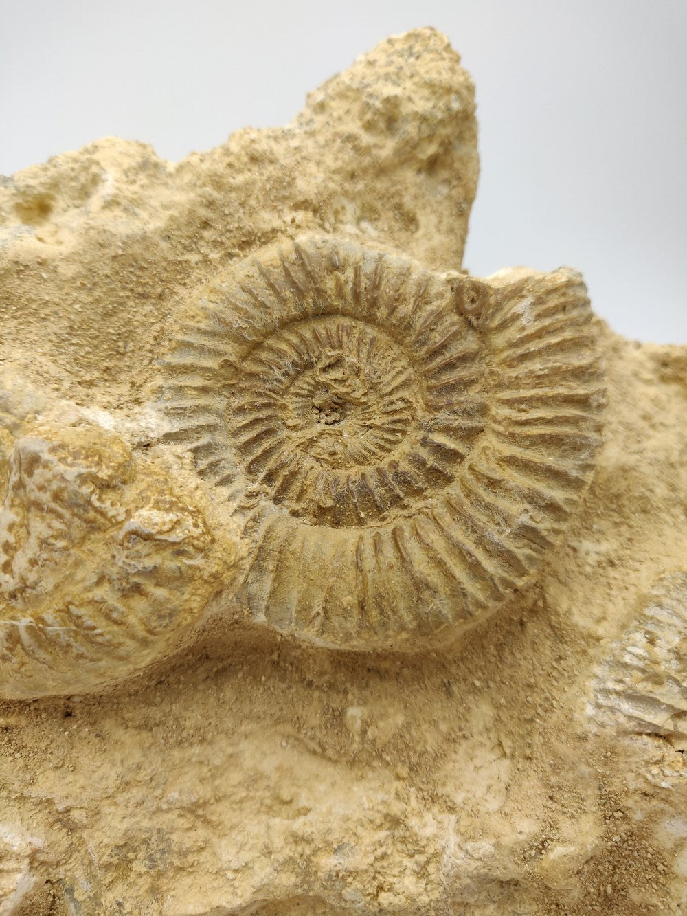Ammonite fossile - Denckmannia rudis - Fossiles