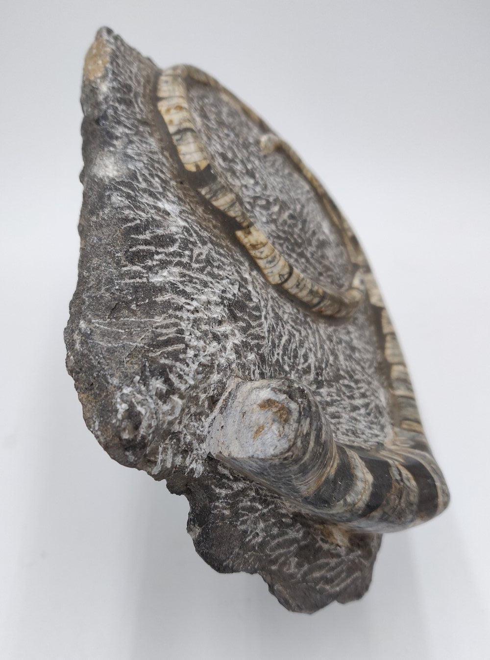 Orthoceras en spirale - Cephalopode fossile