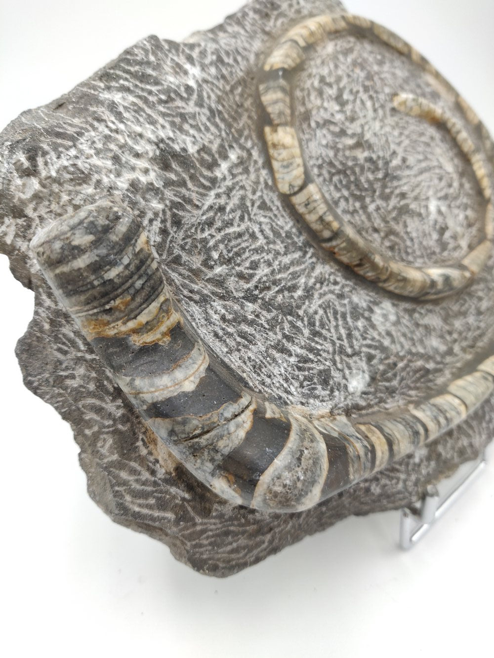 Orthoceras en spirale - Cephalopode fossile