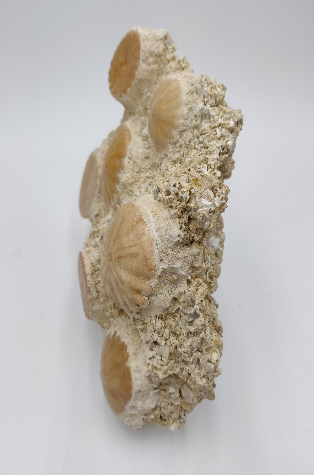 Oursins fossiles fixés sur gangue sédimentaire - Heliophora orbiculus