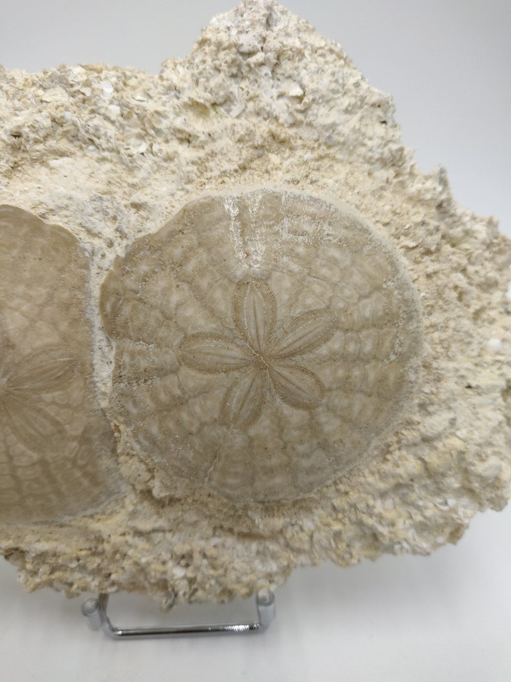 Oursins fossiles fixés sur gangue sédimentaire - Scutella