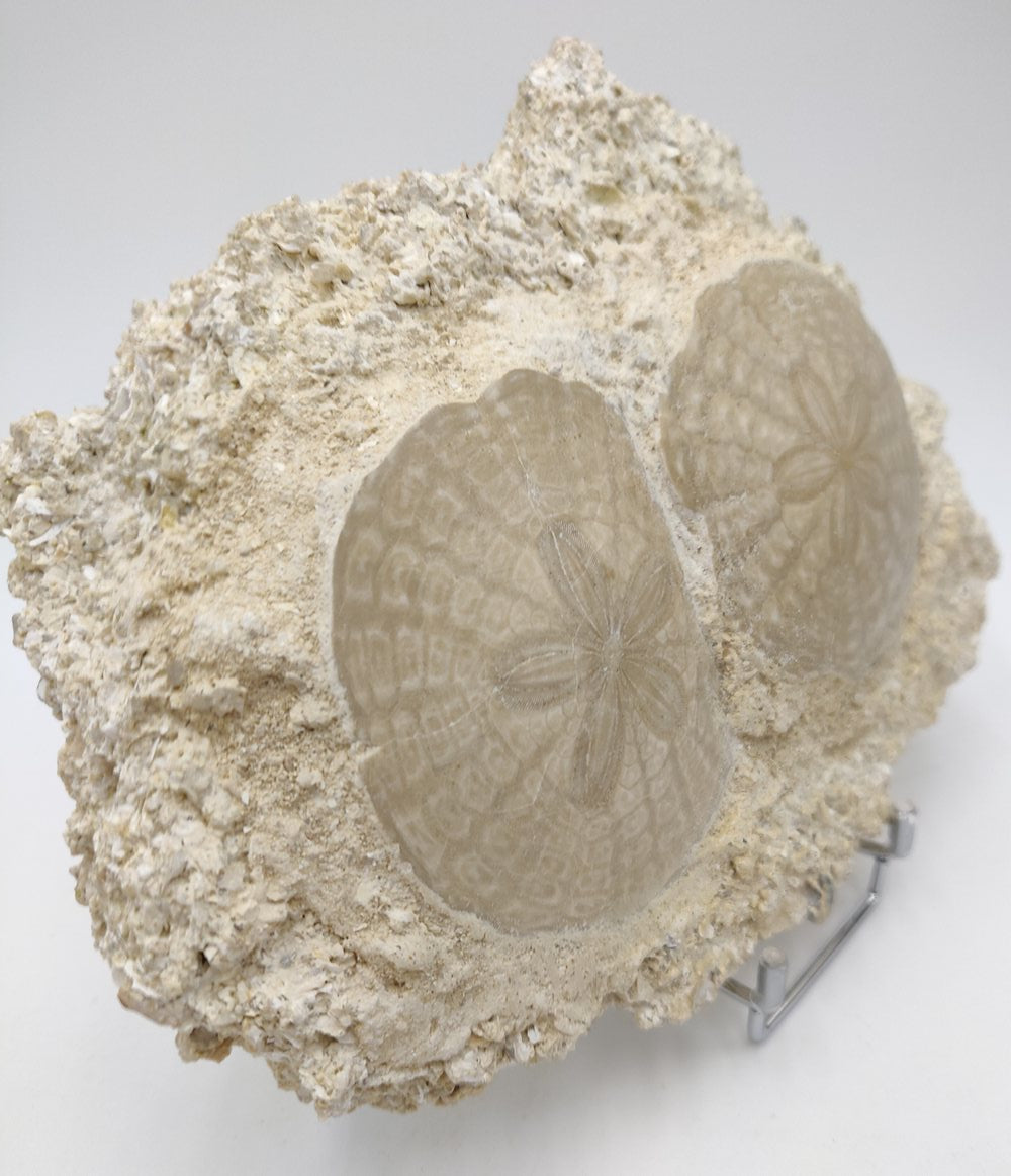 Oursins fossiles fixés sur gangue sédimentaire - Scutella