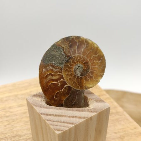 Ammonite fossile en coupe - Fossiles