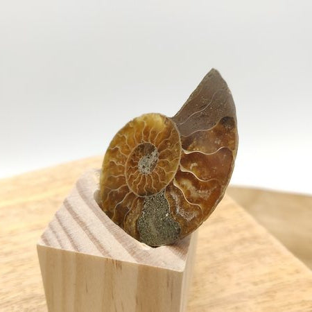 Ammonite fossile en coupe - Fossiles